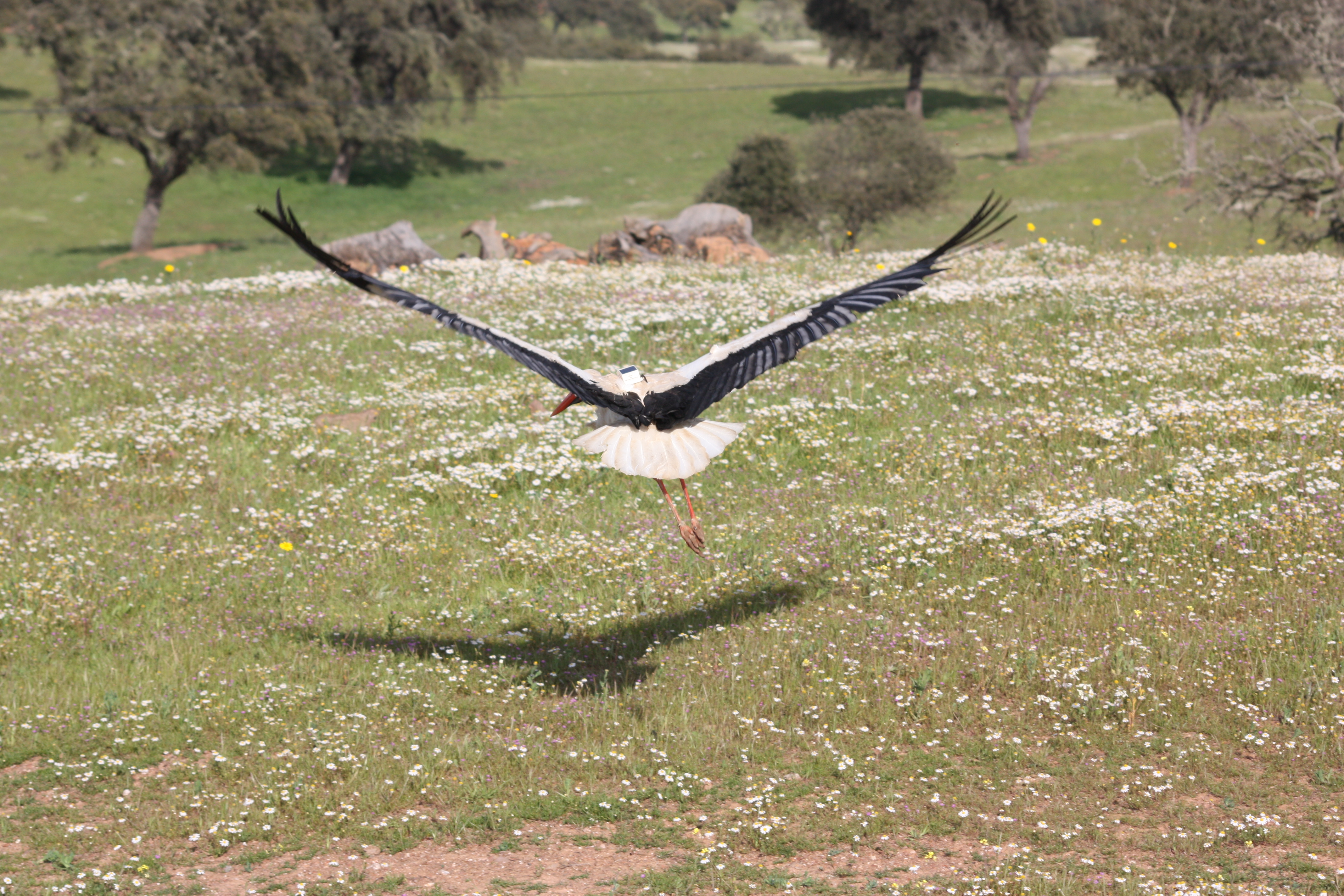 A GPS-tracked white stork in the field